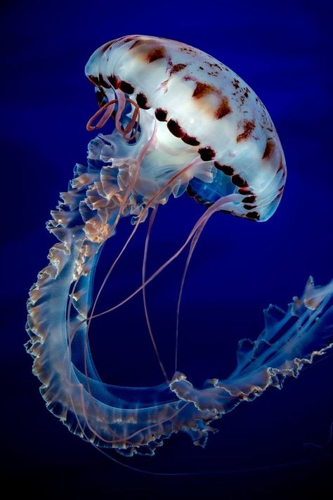 Purple striped jelli Beautiful Jellyfish, Jellyfish Photography, Sea Jellies, Swimming In The Ocean, Fauna Marina, Jellyfish Tattoo, Jellyfish Art, Monterey Bay Aquarium, Underwater Animals