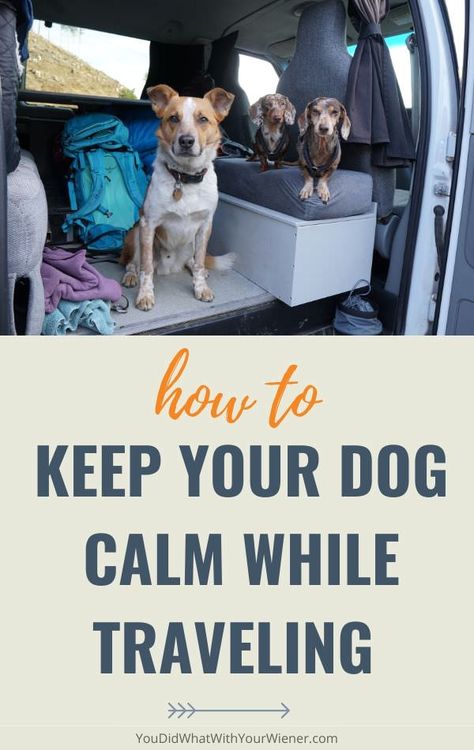 Traveling With Puppy Road Trips, Puppy Road Trip Essentials, Traveling With Your Dog, Dog Airplane Travel, Road Trip With Dogs Ideas, Traveling With Dogs Road Trips, Road Trip Essentials With Dogs, Travel With Pets, Road Trip With Dog Tips