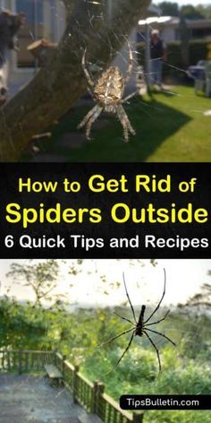 Spider Deterrent How To Get Rid, Diy Spider Spray For House, Spider Spray For Outside, Outdoor Spider Repellent, Spray For Spiders Outside, Spider Deterrent Essential Oils, Get Rid Of Spiders In Yard, Essential Oils To Repel Spiders, How To Repel Spiders In House