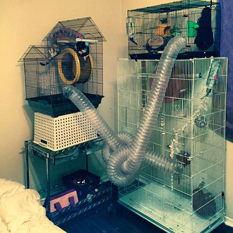 New sugar glider cage setup. I try to change the tunnels around every few days. Keeps 'em on their toes. #sugarglider #sugarglidercages Ferret Playground, Diy Sugar Glider Cage, Rat Ideas, Pet Rat Cages, Pet Squirrel, Ferrets Care, Hamster Stuff, Sugar Glider Cage, Sugar Glider Toys