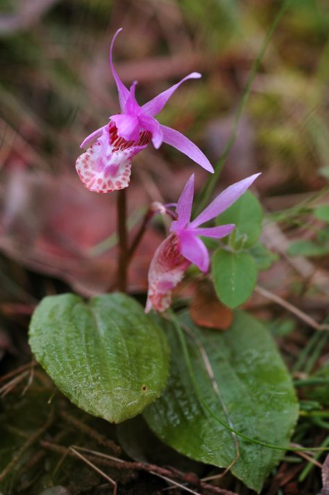 Calypso bulbosa (fairy-slipper orchid) | Article from BC Native Plants blog Fairy Slipper Orchid, Fairy Slippers, Slipper Orchid, Native Plants, Enchanted, Nativity, Orchids, Vanilla, Mural