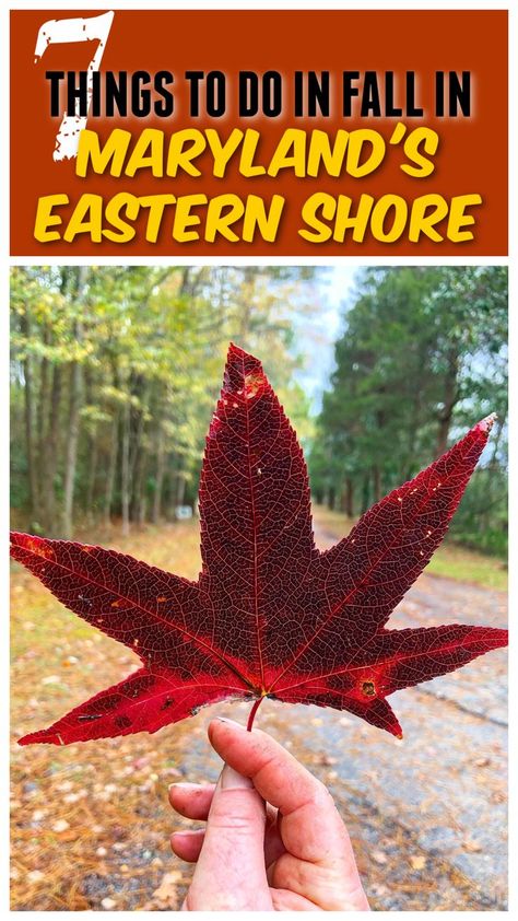 red maple leaf at sugar water manor md Things To Do In Maryland In Fall, Maryland Day Trips, Things To Do In Fall, Eastern Shore Maryland, England Trip, Changing Leaves, Eastern Shore, Best Kept Secret, Chesapeake Bay