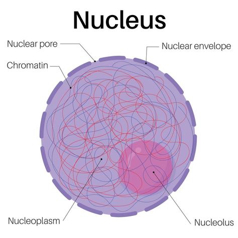 Anatomy of nucleus cells. Structure Of Nucleus, Nucleus Cell Drawing, Nucleus Notes, Nucleus Drawing, Nucleus Model, Nucleus Diagram, Science Dictionary, Body Anatomy Organs, Cell Nucleus