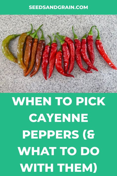 Red Pepper Flakes Recipes, Cayenne Pepper Plant, Cayenne Pepper Recipes, Cayenne Pepper Benefits, Hot Pepper Recipes, Red Pepper Recipes, Relish Sauce, Cayenne Pepper Sauce, Pepper Sauce Recipe