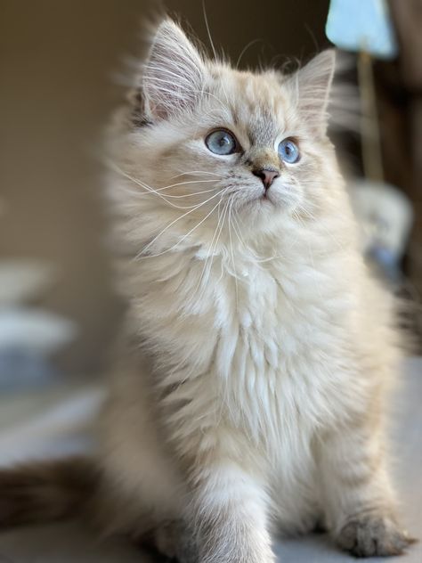 Cute Siberian Cat, Hypoallergenic Cats Siberian, Siberian Cat Aesthetic, White Siberian Cat, Siberian Cat Kitten, White Cats Aesthetic, Neva Masquerade, Siberian Kittens, Siberian Cats