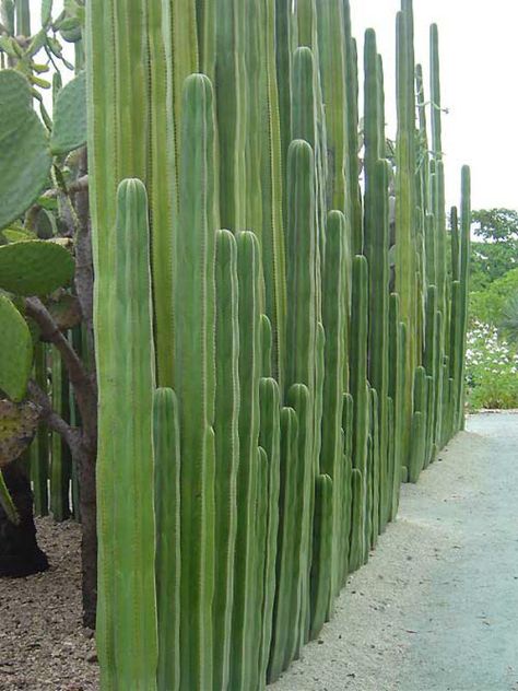 Pachycereus marginatus – Mexican Fence Post Cactus, Organ Pipe Cactus - See more at: http://worldofsucculents.com/pachycereus-marginatus-mexican-fence-post-cactus-organ-pipe-cactus/ Cerca Natural, Portugal House, Organ Pipe Cactus, San Pedro Cacti, Fence Plants, Tanaman Indoor, Privacy Fence Designs, Living Fence, Home Yard