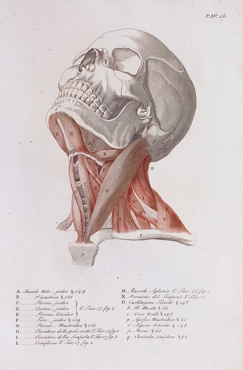 Anatomical diagram of the muscles of the neck Anatomical Diagram, Body Building Workouts, Muscles Of The Neck, Head Anatomy, Human Anatomy Drawing, Muscle Anatomy, Human Anatomy Art, Anatomy Sketches, Anatomy For Artists