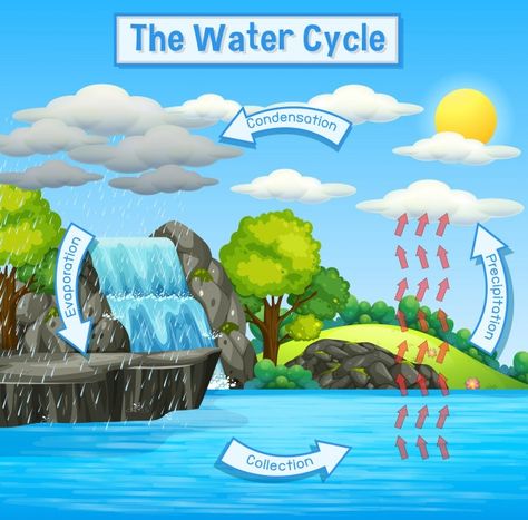 Water Cycle Process, Water Cycle For Kids, Water Cycle Project, Water Cycle Diagram, School Wall Art Ideas, Cycle Pictures, Cycle Drawing, Elementary Bulletin Boards, English Grammar For Kids