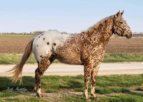 Peacock Appaloosa Horse, Appaloosa Horses Leopard, Peacock Appaloosa, Spotted Appaloosa, Leopard Appaloosa, Horse Markings, Rare Horses, Horse Coats, Cute Horse Pictures