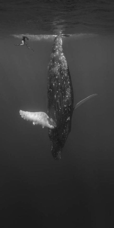 Whale Pictures, Animals Tattoo, Panoramic Photography, Under Water, Humpback Whale, Photography Awards, Cool Landscapes, Ocean Creatures, Ocean Animals