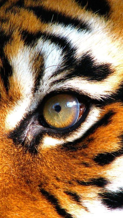 Tigers Eye Regard Animal, Gato Grande, Eye Of The Tiger, Drawing Faces, Tiger Art, Drawing Stuff, Cat Eyes, A Tiger, Wallpapers Iphone