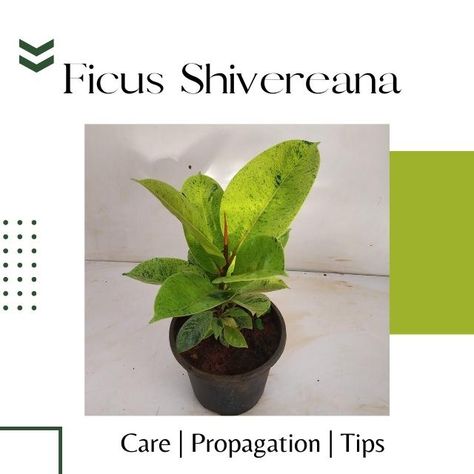 Ficus Shivereana Ficus Shivereana, Propagation Tips, Ficus Elastica, Rubber Plant, Variegated Plants, Garden Help, Rubber Tree, Parts Of A Plant, House Plant Care