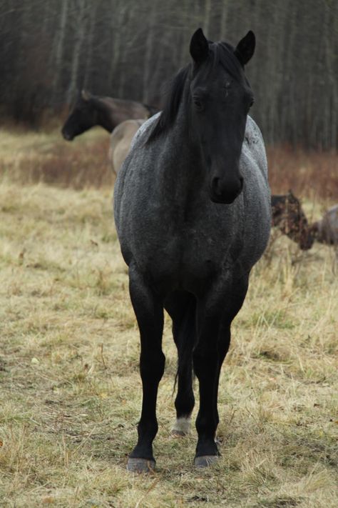 Black Roan Horse, Blue Roan Horse Aesthetic, Blue Roan Horses, Horse Blue Roan, Blue Roan Quarter Horse, Blue Roan Horse, Roan Horse, Aqha Horses, Horse Coat Colors