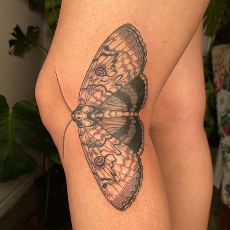 Side Of Knee Moth Tattoo, Moth Tattoo On Leg Fold, Moth Tattoo On Knee Bend, Moth Tattoo Bend Of Arm, Moth Tattoo Leg Knee, Moth Leg Crease Tattoo, Moth Tattoo Design Knee, Folding Moth Tattoo, Moth Tattoos For Women Leg