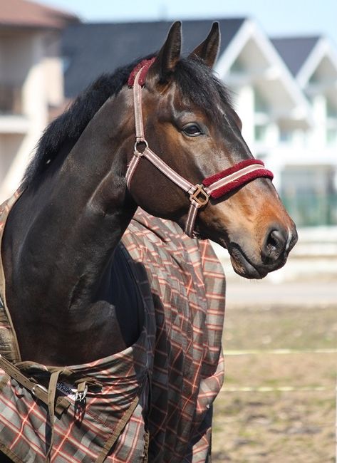 Horse Blankets Winter, Turnout Blanket, Canadian Horse, Healthy Horses, Horse Blanket, Winter Horse, Dead Hair, Leg Straps, American Continent