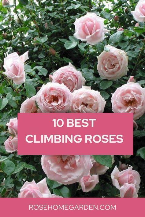 Discover the 10 Best Climbing Roses to Elevate Your Garden. Transform your garden into a breathtaking paradise with these top 10 climbing roses! 🌹🌿 Explore our handpicked selection of the most stunning and versatile climbing rose varieties that will add height, color, and fragrance to your outdoor space. 🌺🌼 #ClimbingRoses #GardenIdeas #RoseVarieties #GardeningInspiration" Climbing Roses Garage, Climbing White Roses, Garden Design Roses, Climbing Roses Arbor, Types Of Roses To Grow, Rose Bush Types, Rambler Roses Climbing, Roses In Garden Ideas, Climbing Roses On House Front Porches