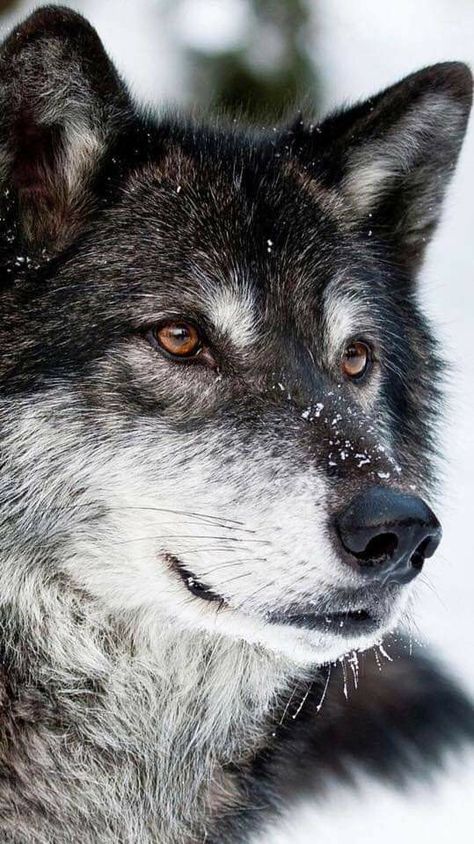 Wolf Photography, Wolf Artwork, Wolf Photos, Wolf Spirit Animal, Wolf Wallpaper, Wolf Love, Beautiful Wolves, Wolf Pictures, Wolf Spirit