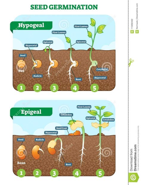 Seed Germination Cross Section Vector Illustration in Stages. Hypogeal and Epigeal Types. Stock Vector - Illustration of hypogeal, epicotyl: 113092462 Horticulture Education, ملصق تحفيزي, Plant Lessons, Biology Plants, Education Science, Agriculture Education, Biology Lessons, Plant Life Cycle, Teaching Biology