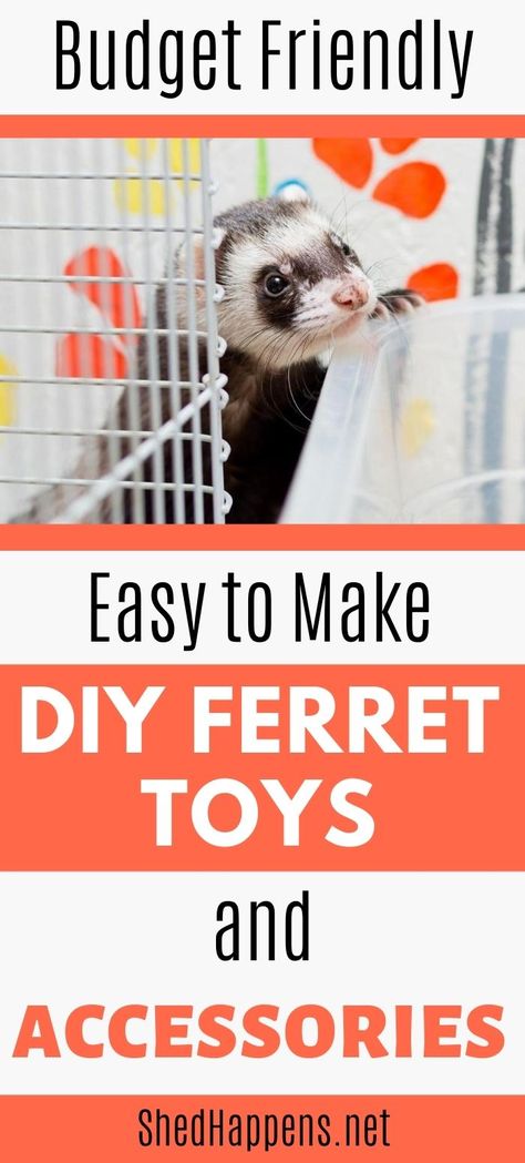 Diy Ferret Food, Diy Ferret Cage Accessories, Ferret Diy Toys, Ferret Care Tips, Ferret Toys Ideas, Diy Rat Toys Homemade, Ferret Cage Ideas Diy, Cute Ferret Cage Ideas, Ferret Room Ideas