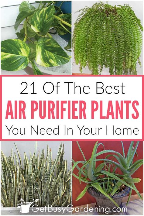 Air purifying houseplants are a great way to bring clean air and beauty to your indoor spaces. Only some are capable of purifying though, and the ones that can aren’t always readily available. Which is why I’ve created this handy list of 21 clean air plants - all of which are easy to find, low maintenance, and beautiful indoors. By adding a couple of plants that clean indoor air to your home, you can breathe easier knowing they’re clearing away toxins and keeping your family a little healthier. Best Air Purifying Plants, Air Cleaning Plants, Indoor Palms, Household Plants, Corn Plant, Inside Plants, Best Indoor Plants, Air Purifying Plants, Healthy Benefits