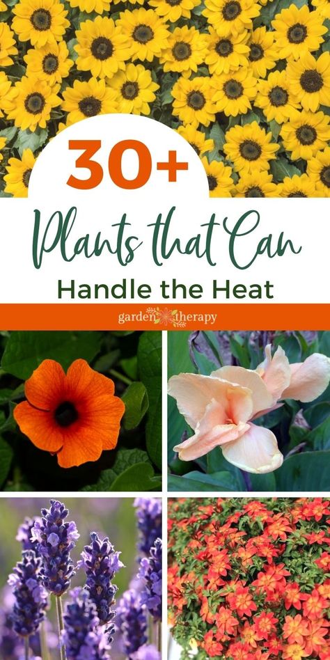 Sun Tolerant Flowers, Plants That Grow In Full Hot Sun, Plants For Heat And Sun, Plants That Love The Sun And Heat, Flowers That Love Sun And Heat, Drought And Heat Tolerant Plants, Sun Tolerant Plants Landscapes, Full Sun Potted Plants Outdoor Ideas, Heat And Drought Tolerant Plants