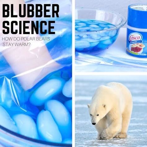 Blubber Experiment, Polar Bears Preschool, Polar Bear Unit, Polar Animals Preschool, Arctic Animals Activities, Polar Bears Activities, Arctic Animals Preschool, Bears Preschool, Winter Science Experiments