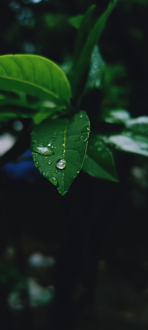 life is like water drop on leaf. Water Droplet On Leaf, Water Drops On Leaf, Jellyfish Ideas, Water Drop On Leaf, Water Drop Photography, Sensory Board, Soda Stream, Leaf Images, Water Bubbles