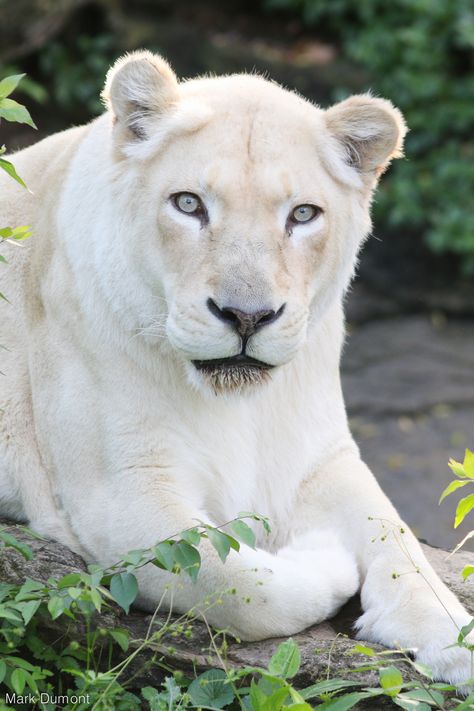 Leucistic Animals, Sophia Code, Albino Lion, White Lioness, Lion Wallpaper Iphone, Lion Icon, Dream Cars Lamborghini, White Lions, Tiger Photography