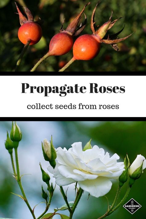 Learn how to propagate roses from your own collected rose seeds. Save money growing roses by saving your own rose seeds. #gardeningchannel #gardening #flowergardening #growingroses Growing Roses From Seeds, Propagate Roses, Roses Garden Care, Money Growing, Propagating Roses, Rose Plant Care, Rooting Roses, Making Plant Pots, Most Popular Flowers