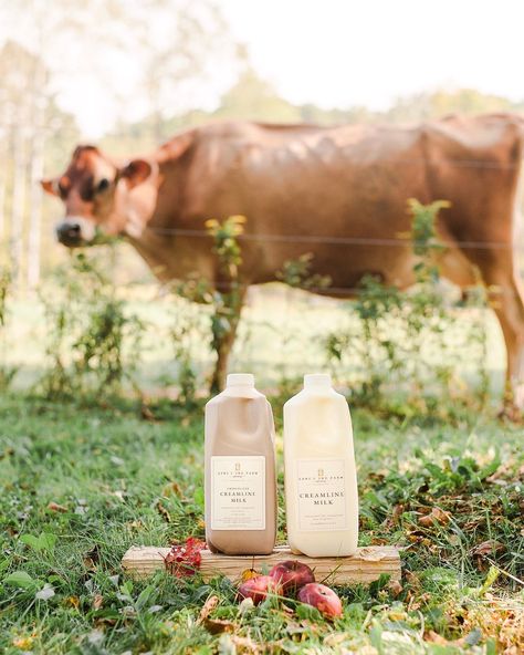 Jesse + Lisa Vivian, dairy farming with an on-farm creamery on Instagram: “This past weekend, we got a chance to meet so many of you and share what makes our products so much better for you and your family while…” Farm Product Photography, Dairy Farm Aesthetic, Cheese Farm, Milk Photography, Dairy Brands, Dairy Farming, Milk Benefits, Farm Fresh Milk, Magnolia Farms