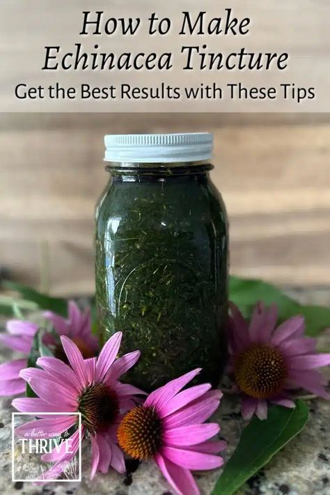 Echinacea Tincture How To Make, How To Use Echinacea Plant, Mullen Tincture Recipe, Hawthorne Tincture, Homemade Herbal Remedies, Echinacea Recipes, Medicinal Syrups, Herbal Tinctures Recipes, Herb Knowledge