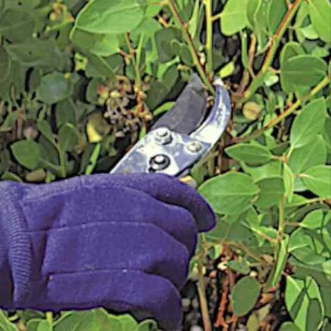 Nearly every gardener uses hand pruners to remove small, dead or dying branches and foliage, deadhead flowers, or shape shrubs and trees when their growth becomes lopsided or aesthetically unpleasing. But other pruning tools are needed for other care. Here's a review of the essentials and the optional tools needed for tree and shrub care. Copyright ©2002 by Dolezal & Associates. All Rights Reserved. grownbyyou.com Pruning Trees, Pruning Shrubs, Pruning Saws, Growing Trees, Pruning Tools, Hillside Landscaping, Tree Pruning, Planting Shrubs, Low Maintenance Landscaping