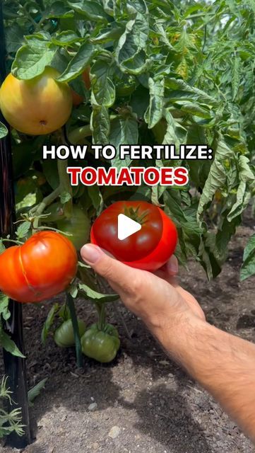 The Young Nonno on Instagram: "Comment TOMATO for all my saucy secrets! 🍅👍🏼

The newest video in the “How To Fertilize” series is all about the most requested backyard garden veggie (or is it a fruit).

What would you like to see next?

Buon giardinaggio!
.
.
.
.
.
.
.
.
.
#garden #gardening #gardeningtips #backyard #gardenlife #grow #greenthumb #veggies #plants #gardener #plant #diy #howto #organic #harvest #reels #urbangarden #tips #vegetables #tomato #keepgrowing #MiracleGroCanada" How To Grow Tomatoes For Beginners, Tomato Plants Growing Tips, Tomato Growing Tips, Diy Fertilizer, Tomatoes Growing, How To Grow Tomatoes, Tomato Fertilizer, Plant Diy, Grow Tomatoes