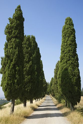 Cypress Trees, Tuscany Italian Cypress Tree, Italian Trees, Italian Cypress Trees, Italian Cypress, Tree Growth, Mediterranean Landscaping, Italian Landscape, Horse Aesthetic, Cypress Trees