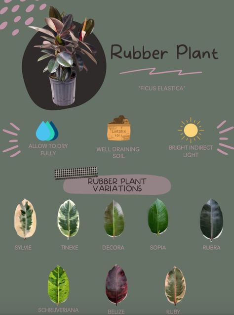 rubber plant Rubber Plant Tree, Rubber Leaf Plant, Rubber Plant Care Indoor, Types Of Rubber Plants, Ficus Plant Care, Rubber Plant Indoor Decor, Ficus Elastica Care, Ficus Elastica Propagation, How To Propagate Rubber Plant