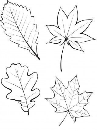 Leaf Coloring Page, Zestaw Ikon, Fall Art Projects, Window Color, Leaf Template, Fall Coloring Pages, Leaf Drawing, Autumn Crafts, Leaf Coloring