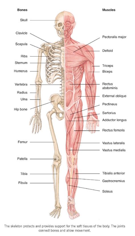 Muscular System Anatomy, Human Muscle Anatomy, Anatomy Bones, Nursing School Essential, Medical School Life, Nursing School Motivation, Family Doctor, Basic Anatomy And Physiology, Nursing Student Tips