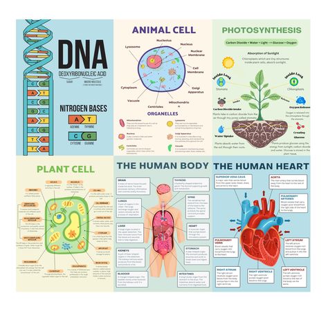 PRICES MAY VARY. EDUCATIONAL POSTERS CLASSROOM POSTERS - Enhance learning with 6 meticulously crafted 10x14 inch science posters featuring detailed diagrams and illustrations, facilitating easy comprehension of biology concepts. COMPREHENSIVE CONTENT - Covering essential biology topics, including cell structures, photosynthesis, and DNA, these science classroom must-have posters cater to diverse educational needs. VIBRANT VISUALS - Engage students with bold and vibrant science posters designed t High School Biology Classroom Decor, Science Posters For Classroom, Biology Posters, High School Biology Classroom, Frog Life Cycle Craft, High School Earth Science, Classroom Middle School, Life Science Classroom, Science Classroom Decor