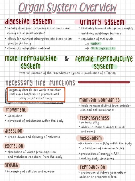 Nursing Notes Anatomy And Physiology, Reproductive System Nursing Notes, Organ Systems Notes, Anatomy And Physiology Notes Chapter 1, Intro To Anatomy And Physiology Notes, Paramedic Revision, Anatomy And Physiology Notes Study Nursing Schools, Human Anatomy And Physiology Notes, Human Anatomy Notes