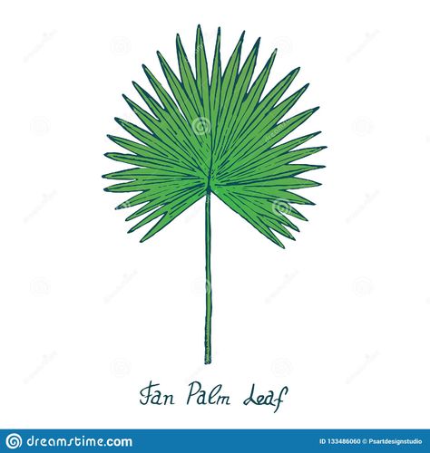 Fan Palm Leaf Arecaceae, Hand Drawn Doodle, Sketch Stock Vector - Illustration of sketch, natural: 133486060 Bismarck Palm, Fan Palm Leaf, Leaves Sketch, Fan Palm, Color Illustration, Wall Paint Designs, Doodle Sketch, Simple Colors, Palm Leaf