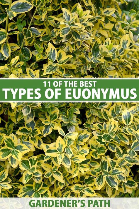 Golden Euonymus, Clover Garden, Shrubs For Borders, Texas Landscaping, Diy Container Gardening, Shade Shrubs, Fast Growing Trees, Border Plants, Best Plants