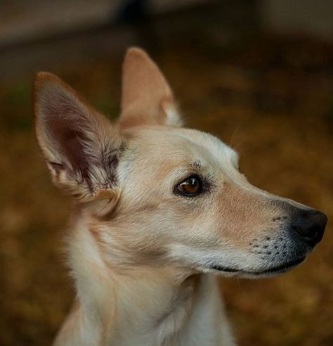 Top 145 Best Canaan Dog Names | PetPress Dog Name Ideas, Canaan Dog, Carolina Dog, Best Dog Names, Super Cute Dogs, Animal References, Name Ideas, Breed Dogs, Weird Animals