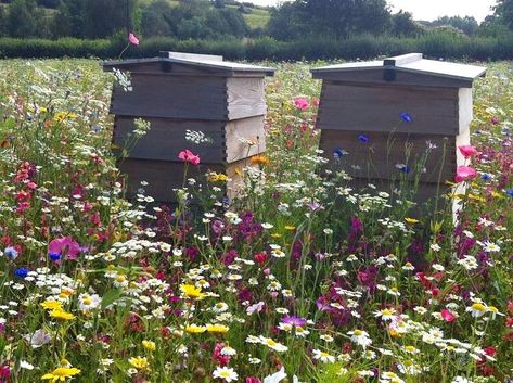 Small Holding Farm Ideas, Plant Wildflowers, Making Honey, Small Holding, Bee Hive Plans, Bee Supplies, Flowers Field, Wild Flower Meadow, Bee Flower