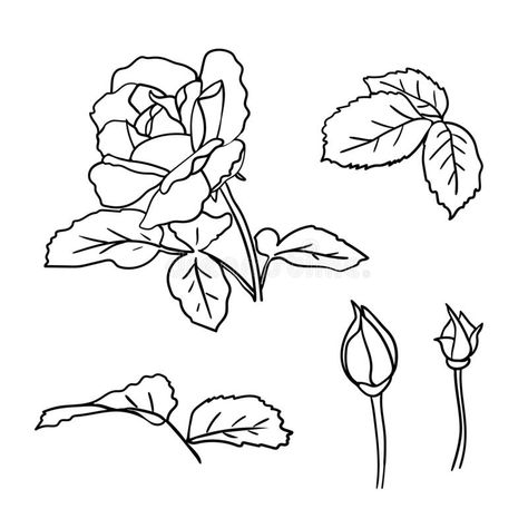 Rose Bud Drawing Simple, Flower Bud Drawing, Roses Outline, Fun Ceramics, Rose Doodle, Rose With Leaves, Rose Outline, Simple Drawings, Procreate Stamps