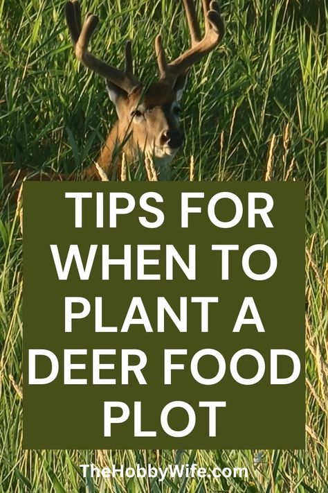 Learn when to plant a deer food plot for the best way to attract big bucks with a successful food plot. Planting fall food plots is a critical aspect of deer hunting, requiring careful consideration of factors like soil conditions, seasonal changes, and nutritional needs. Diy Deer Attractant, Food Plots For Deer Ideas, Deer Food Plots Ideas, Deer Food Plots, Deer Attractant, Food Plots For Deer, Deer Food, Deer Feeders, Food Plot