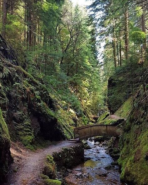 VisitScotland on Twitter: "One of our top #Instagram posts of last week!  Puck's Glen, #Argyll Forest Park by honamik/IG. Who wants to go?  https://t.co/pNMnAjsPhU" Nature Bridge, Dreamy Forest, Go For A Walk, Ancient Forest, Fantasy Forest, Scottish Landscape, Beauty Nature, Forest Park, May 5