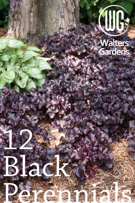 Dark Foliage Perennials, Dark Purple Perennials, Gothic Garden Perennials, Black Garden Plants, Moody Garden Aesthetic, Black Foliage Plants, Black Plants Garden, Black Garden Flowers, Black Plants Outdoor