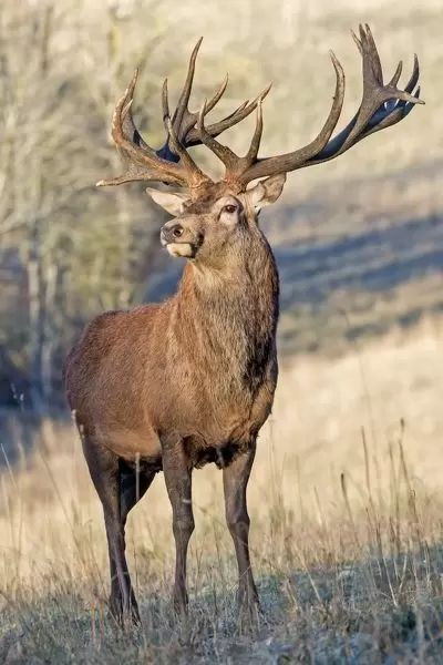 Monarch Of The Glen, Red Deer Stag, Deer Photography, Red Stag, Animal Tattoo Ideas, Deer Photos, Deer Stags, Red Deer, Majestic Animals