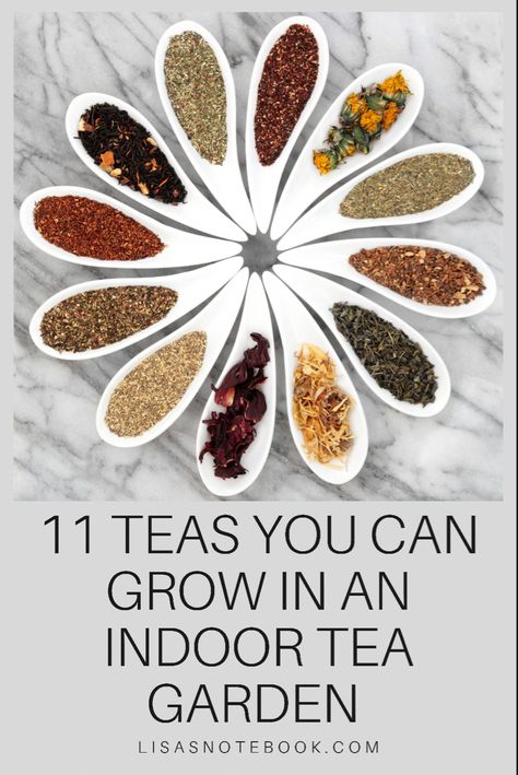 Learn how simple it can be to grow your own herbal teas! Tea garden ideas for which tea garden plants and herbs are easy to grow for a range of delicious speciality teas. This blog post shared tips on how to grow your own tea garden and the 11 teas you can try. How To Grow Your Own Tea Garden, Growing Green Tea Plants, Herbs For Tea Garden, How To Grow Tea Plants, Tea Plants To Grow, Tea Herbs To Grow, How To Grow Tea, Indoor Gardening Tips, Tea Garden Plants List