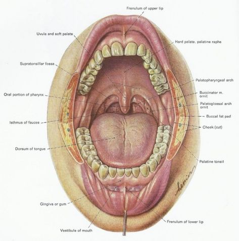 Throat Anatomy, Teeth Diagram, Mouth Anatomy, Human Mouth, Head Anatomy, Soft Palate, Dental Anatomy, Human Teeth, Medical School Motivation